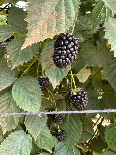 Alikhwa Coop - blackberries