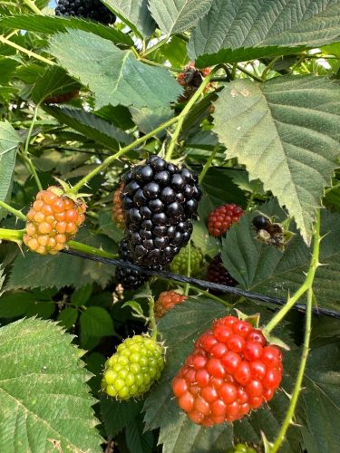 Alikhwa Coop - blackberries